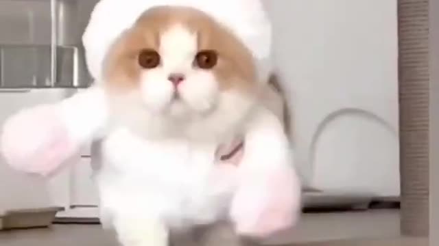 Cute cats