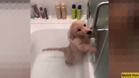 Golden Retrievers Funny Video