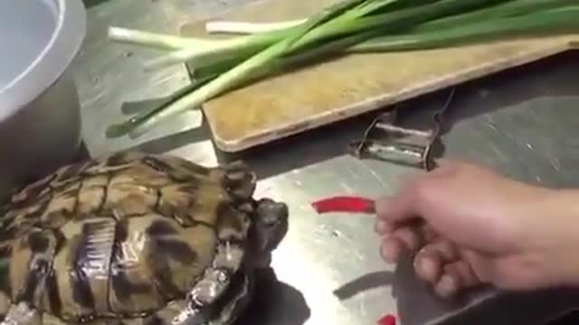 turtle and pepper
