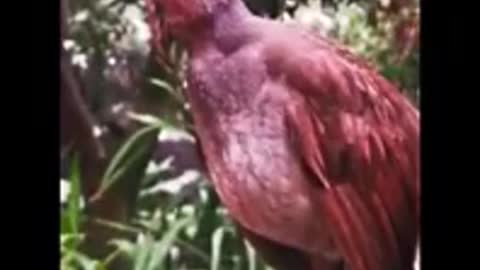 Beautiful Chatter Of Bird you will Love to Hear