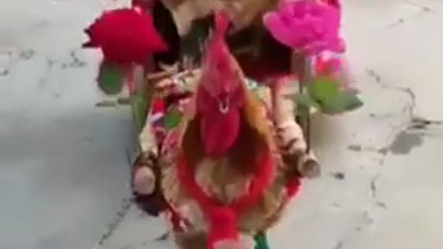 Funny Chicken Videos Soldier chicken Best Hen Funny New Video