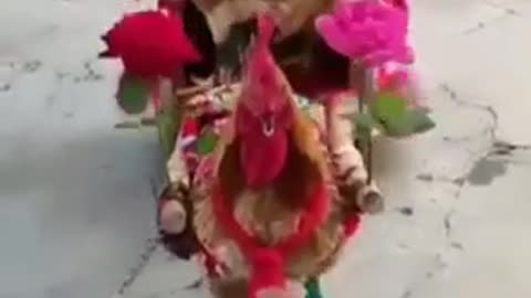 Funny Chicken Videos Soldier chicken Best Hen Funny New Video