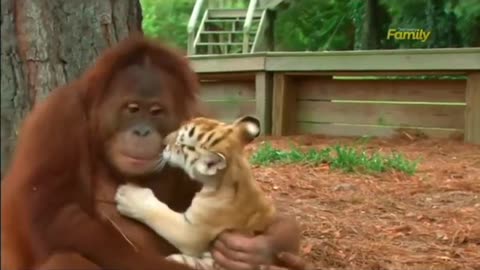 jungle man and baby lion