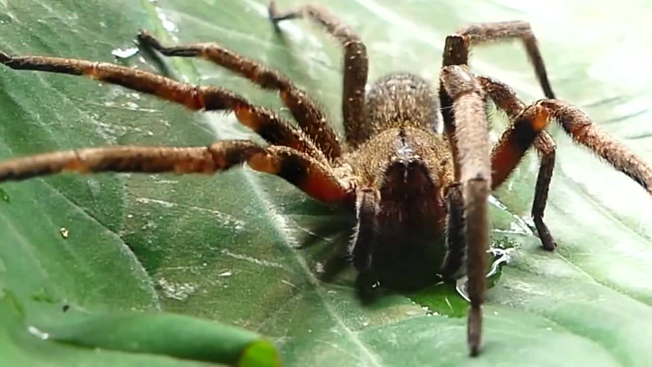 SPIDER ARMADEIRA SALIVING Brazilian fauna forest