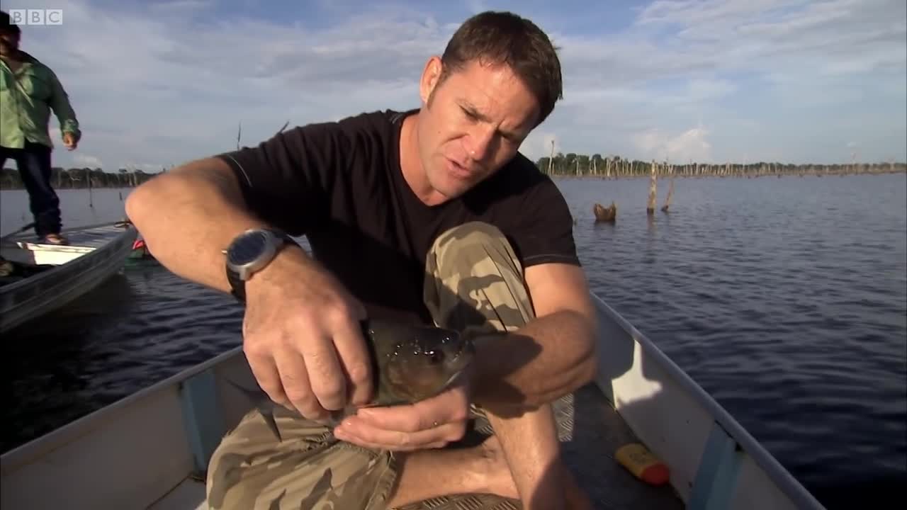 Bitten by a Black Piranha | Deadly 60 | Series 3 | BBC Earth