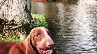 Brown hound dog drinks water from river