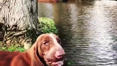 Brown hound dog drinks water from river