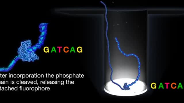 Pacbio sequencing