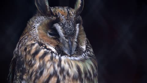 Jenny eagle owl look at the camera