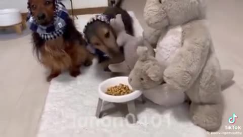 Dog feeding his friends