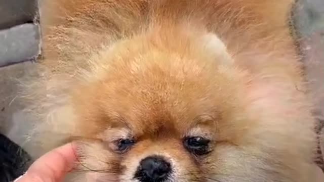 Very cute dog in road side 😊😊😍