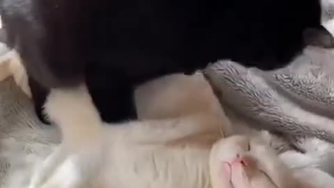#100 Funny and Adorable Animals