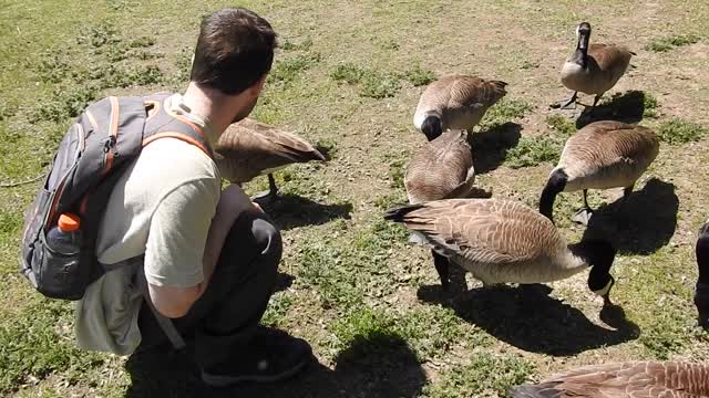 Non-Agressive, Tame Wild Canada Geese at Mud Lake, 2021