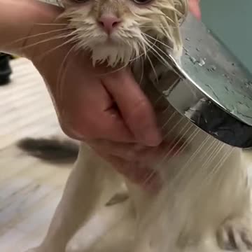 A clean cat takes a bath every day.