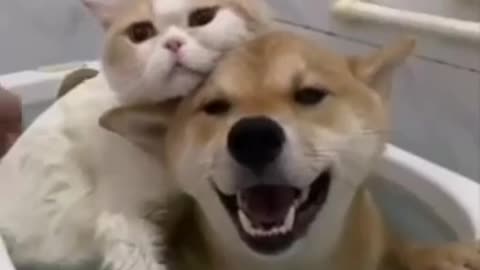 Funny and loving cat and dog