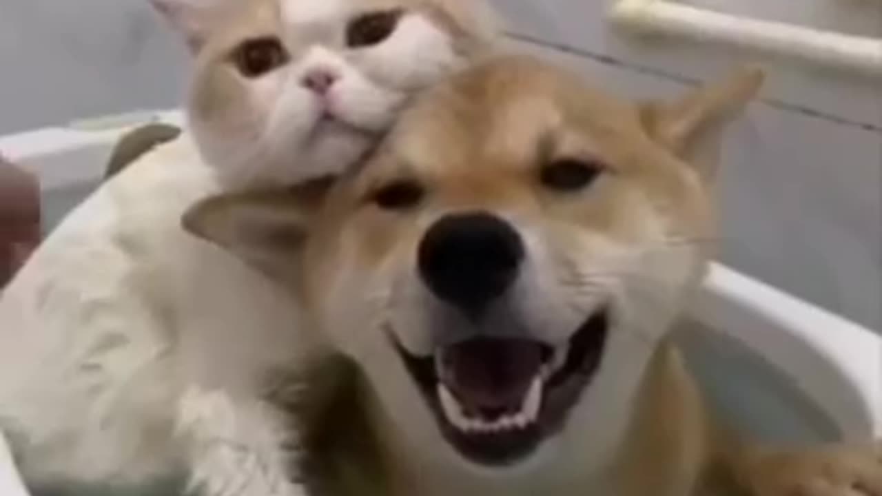 Funny and loving cat and dog