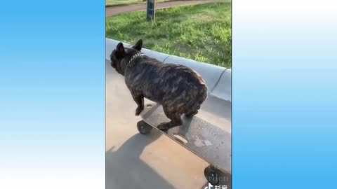 skateboarder dog