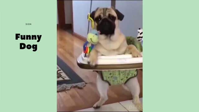 Funny Dog Videos 2021