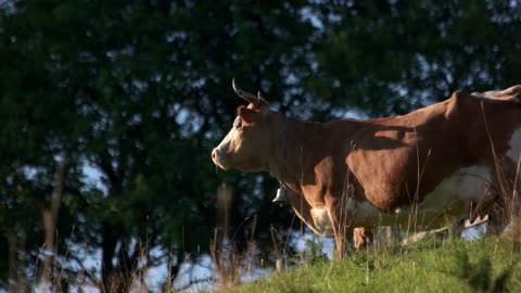 Cow on grassy meadow on a sunny day. Brown cow on a hill. Dairy farming concept