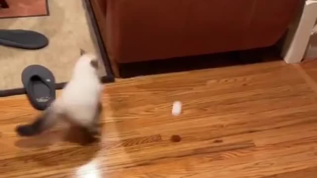 Cute cat fueling beautiful 2