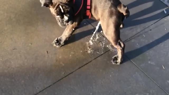 Dogs playing in the water fountain