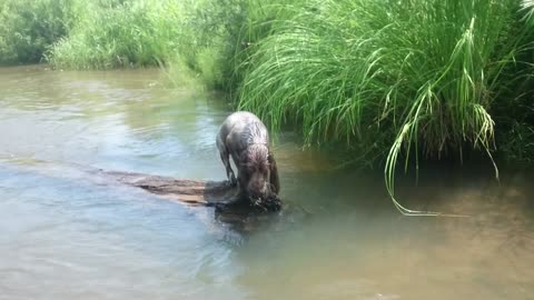 Spaniel learning to swim