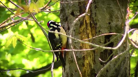 The best For a fast woodpecker-cinematic