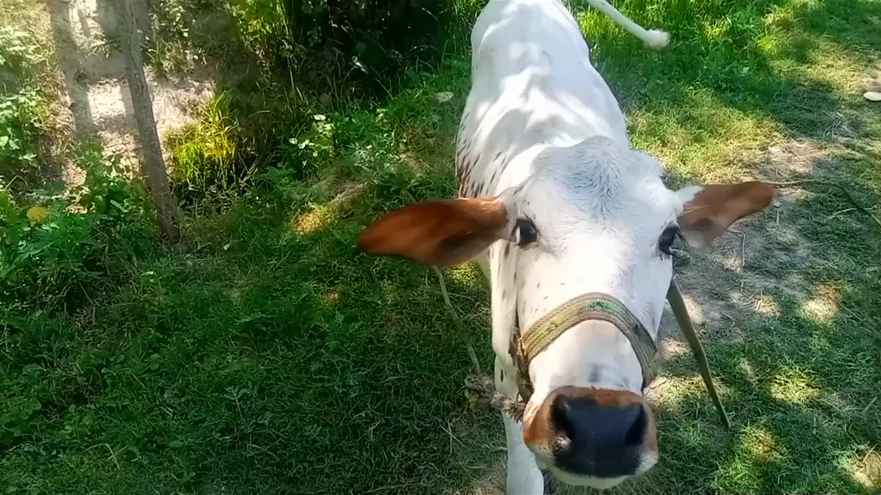 Cow