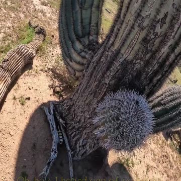 What is this Giant Saguaro Hiding?