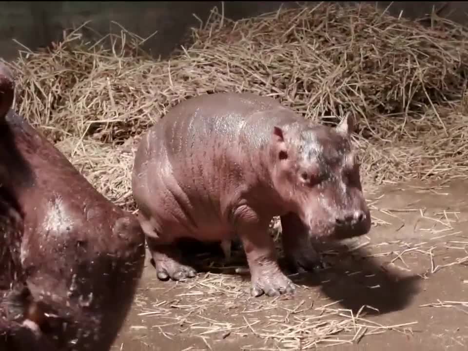 Cincinnati Zoo announces baby hippo's gender