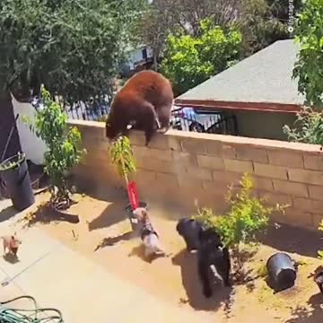 #como mulher arisca a vida