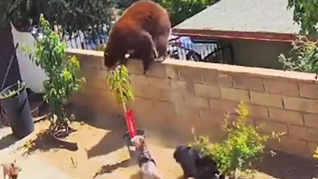 #como mulher arisca a vida