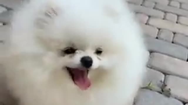 Funny cat and dog video 2022.