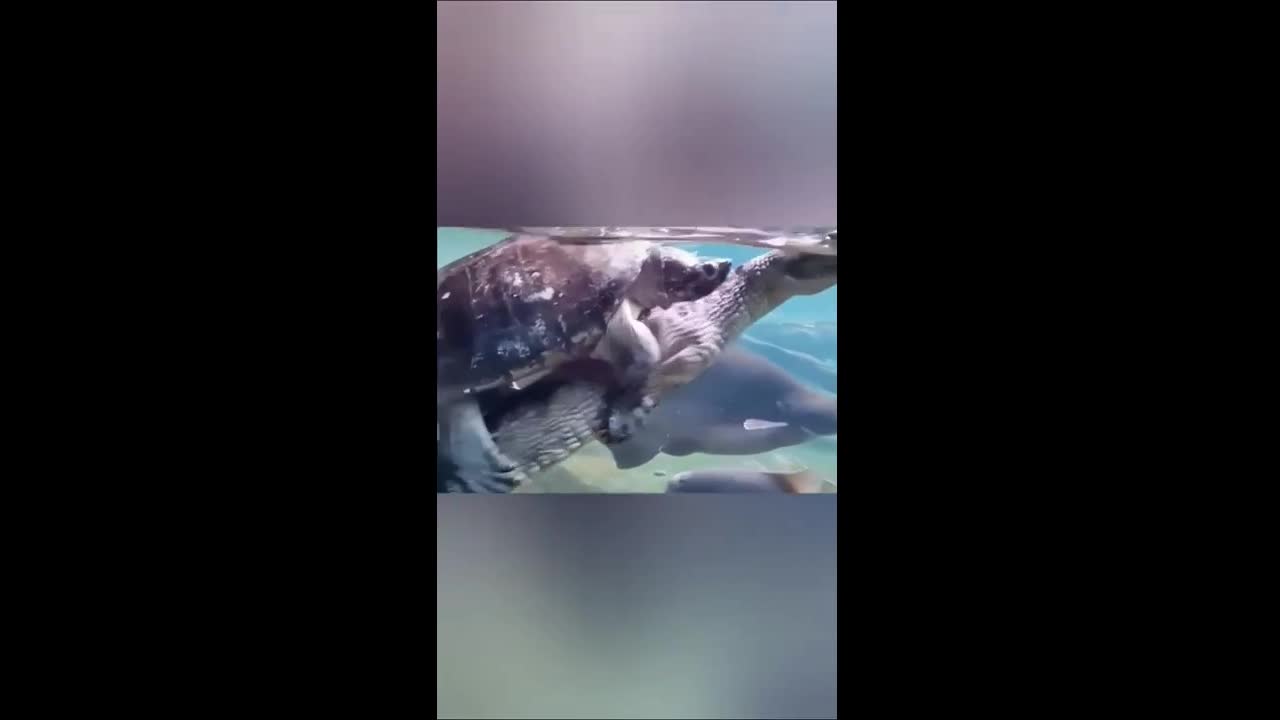 turtle enjoying a crocodile ride