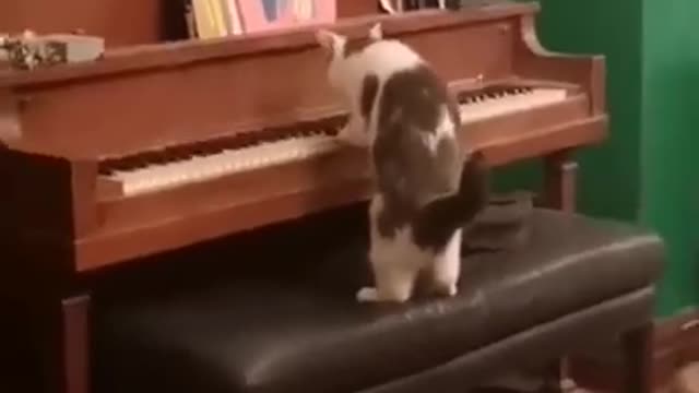 the secret of the cat