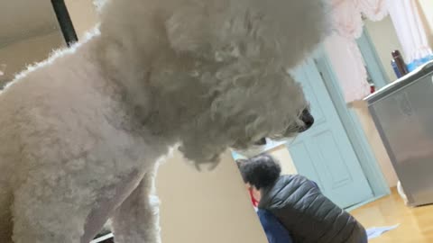 Bichon Frise