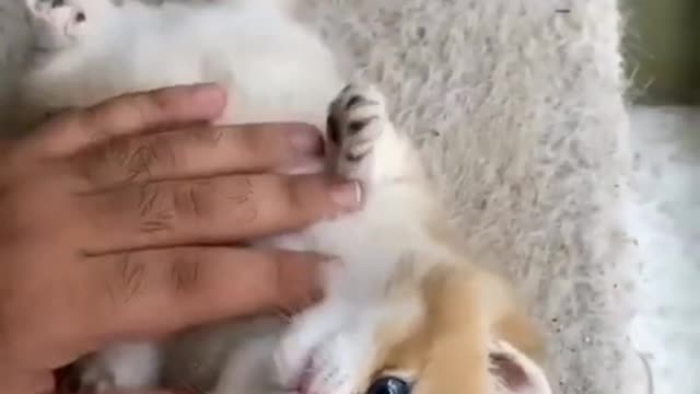 So innocent cat just look at her cuteness