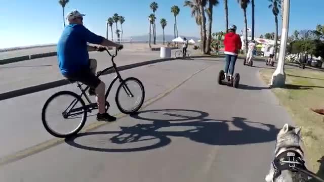 Venice Beach DOGS Male Husky Meets Female Husky AND Optimus Prime!