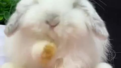 lovely rabbit
