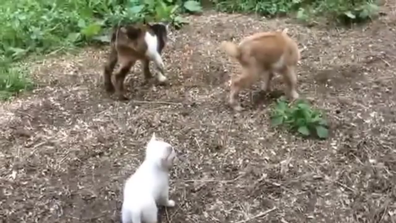 Chihuahua Puppy thinks she's a Baby Goat