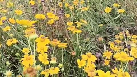 I don't know what this flower is called, but the yellow sea of ​​flowers is very beautiful