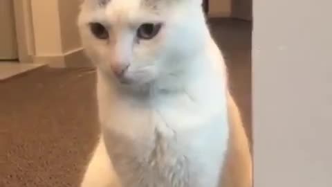 Such A Cute CAT