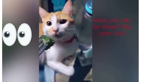 funny cats