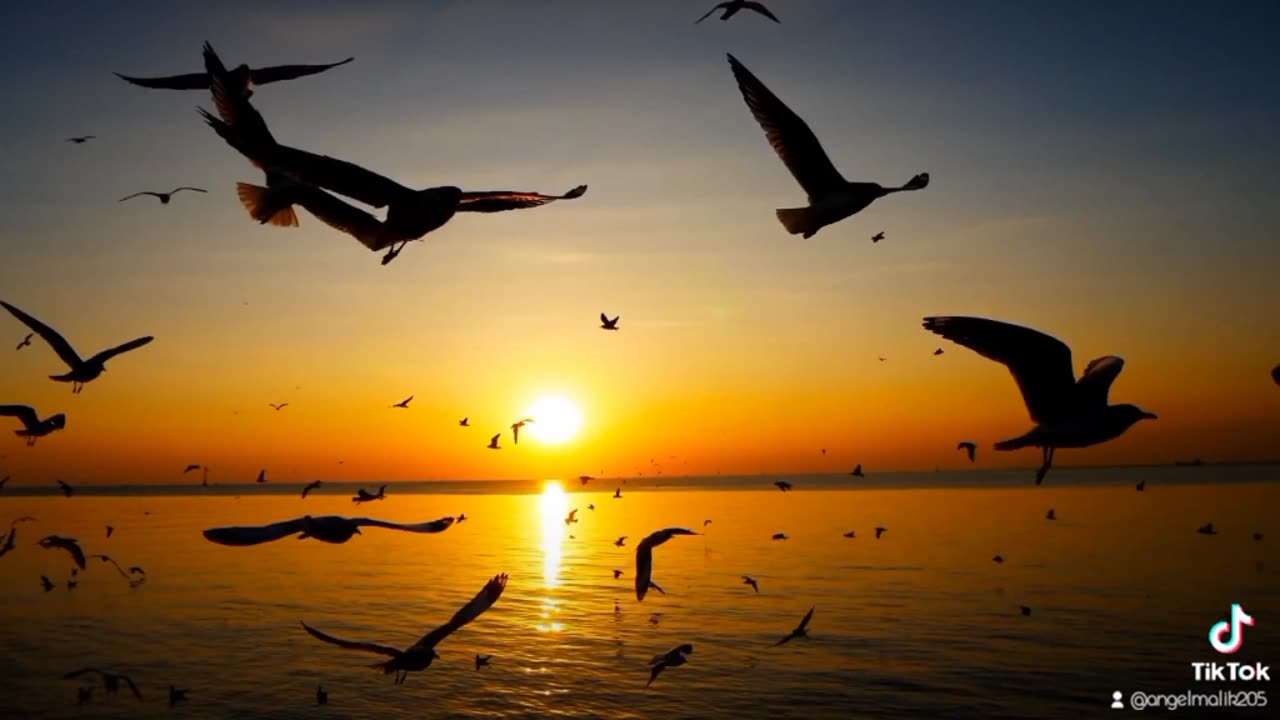 Birds flying on the sky