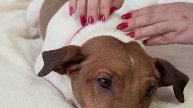 How to do a therapeutic massage for your dog