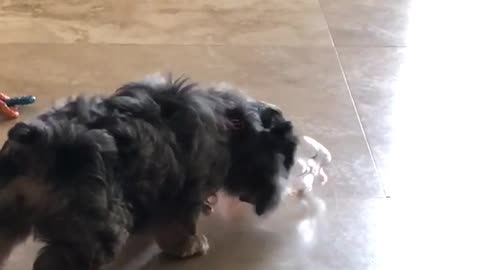 Brown dog barking at soda bottle