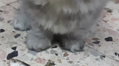 Kitten Enjoyed Fish Till Her Tear Came On