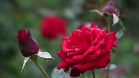 Rose flowers are blooming in the morning