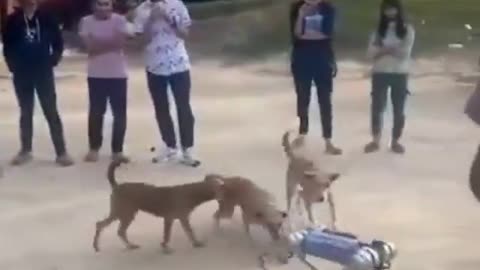 Dog With Robotic Dog #shorts #shortvideo #youtubeshorts#video #virals
