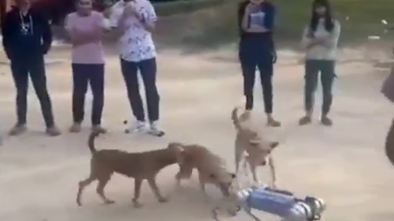 Dog With Robotic Dog #shorts #shortvideo #youtubeshorts#video #virals